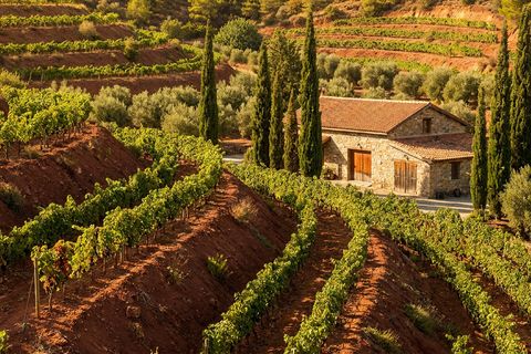 Troodos Wine Day Trip from Paphos — Chrysorrogiatissa Monastery & Wineries (8hr)